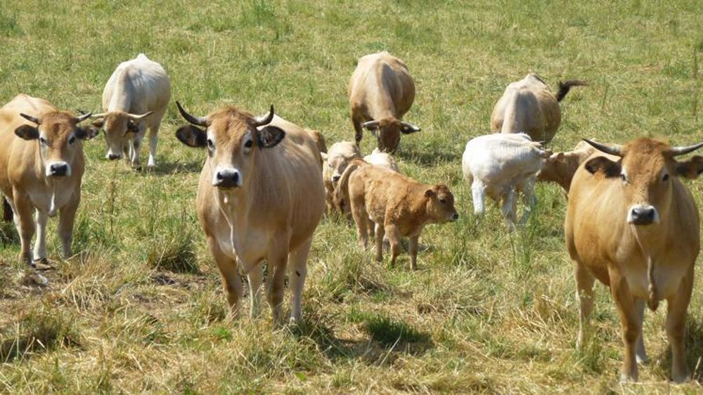 Le Modef est favorable à une nouvelle aide à l’UGB mais avec une revalorisation des 50 premiers UGB. © Valérie Scarlakens